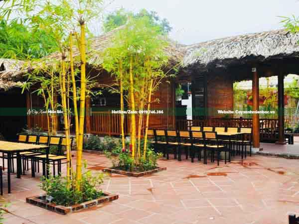 cây tre vàng trồng trang trí